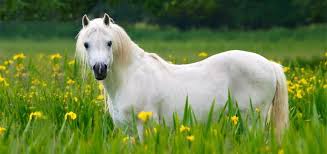 Cheval majestueux